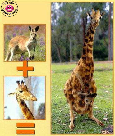 kangougirafe