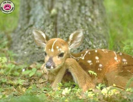 biche +questionnaire